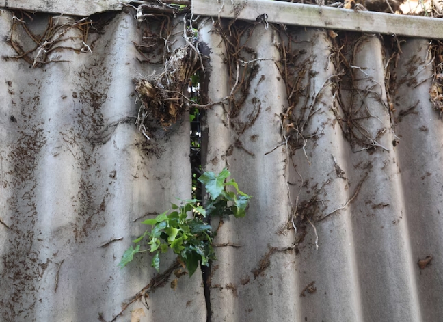 Asbestos Fence Removal