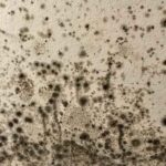 Signs of Hidden Mould in Your Brisbane Home or Workplace
